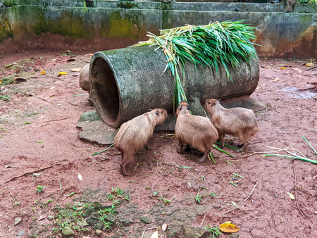 Jakarta, Indonesia - June 24, 2023: Capybaras (Hydrochoerus hydrochaeris) in Ragunan zooのeditorial素材