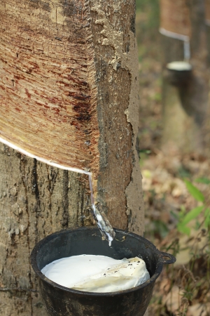 Rubber trees(latex) in plantationの写真素材
