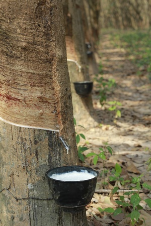 Rubber trees(latex) in plantationの写真素材