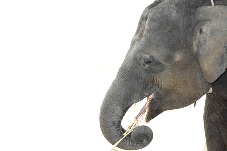 Elephant head eating cane isolated の写真素材