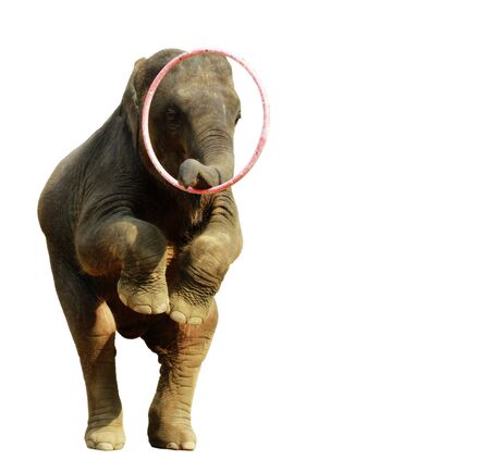 The Asia elephant is in the elephant show の写真素材