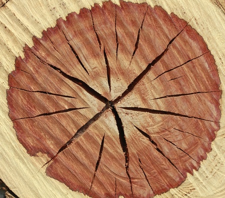 Wood detail - for background use の写真素材