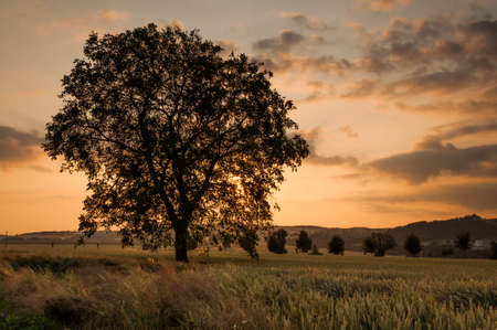 Sunset and treeの写真素材