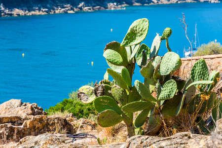 Cactus on the rock in Corsica, beach, seaの写真素材