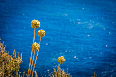 Bloom and cactus near the sea.の写真素材