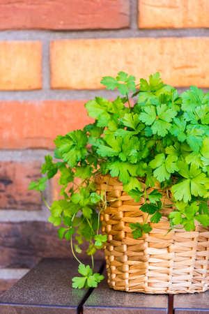 Fresh parsley in a pot with the brick backgroundの写真素材