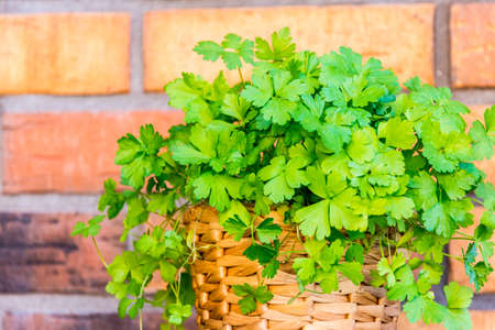 Fresh parsley in a pot with the brick backgroundの写真素材