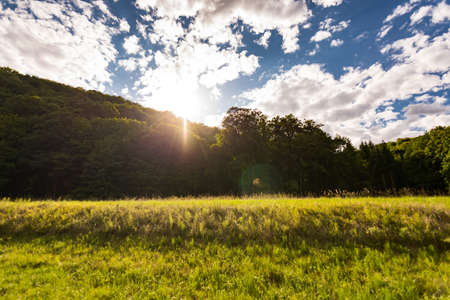 Road in the forest with the trees, wood, plants and summer clouds.の写真素材