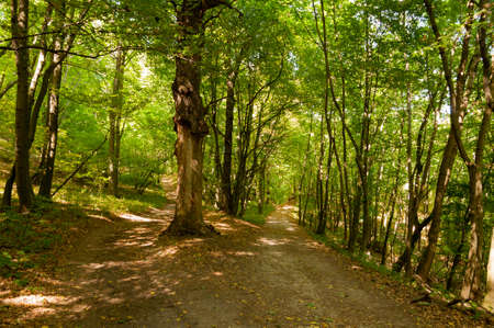 Path in the forest in summer. Magic forest and the nature colors.の写真素材