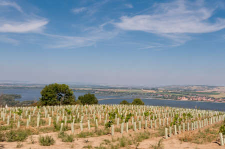 Vineyard near small village, blue sky, agriculture and the wine