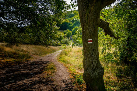 Tourist sign on tree near forest path, green grass, trees.の写真素材