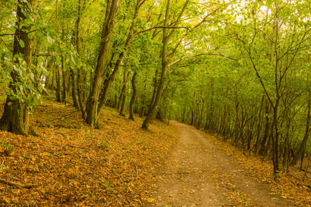 Magic forest with sun rays. Path in the forest, trees, grass and bushes. Magical colorsの写真素材