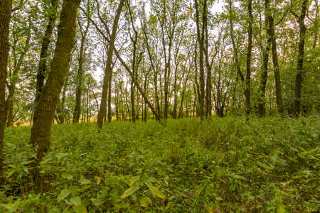 Trees in forest in sunset, natural wood and plants, path in the grass.の写真素材