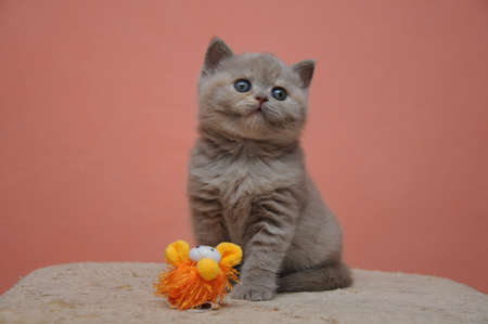 British shorthair kitten with orange background, adorable and cute baby kitten.の写真素材