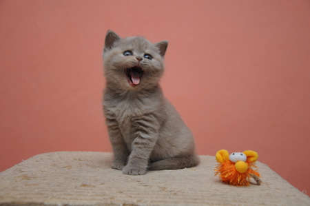 British shorthair kitten with orange background, adorable and cute baby kitten.の写真素材