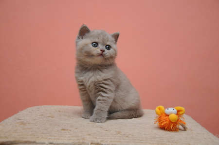 British shorthair kitten with orange background, adorable and cute baby kitten.の写真素材