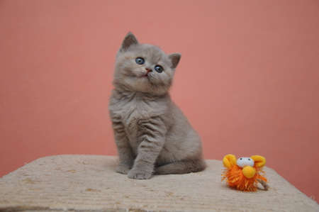 British shorthair kitten with orange background, adorable and cute baby kitten.の写真素材