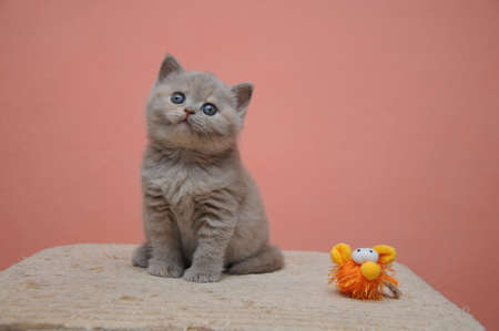British shorthair kitten with orange background, adorable and cute baby kitten.の写真素材