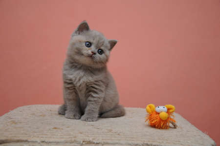 British shorthair kitten with orange background, adorable and cute baby kitten.の写真素材