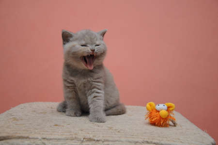British shorthair kitten with orange background, adorable and cute baby kitten.の写真素材
