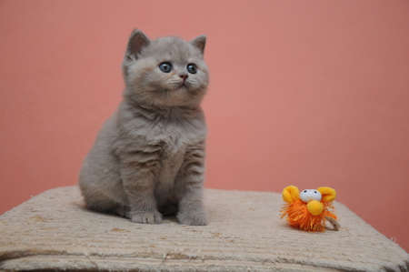 British shorthair kitten with orange background, adorable and cute baby kitten.の写真素材
