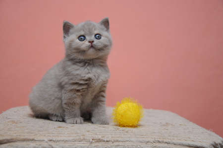 British shorthair kitten with orange background, adorable and cute baby kitten.の写真素材