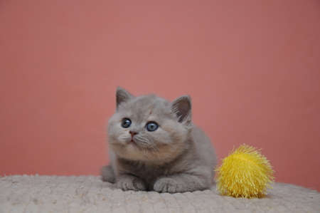 British shorthair kitten with orange background, adorable and cute baby kitten.の写真素材