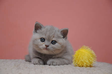 British shorthair kitten with orange background, adorable and cute baby kitten.の写真素材
