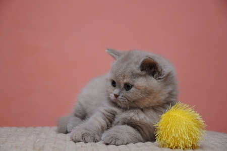 British shorthair kitten with orange background, adorable and cute baby kitten.の写真素材