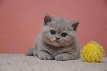 British shorthair kitten with orange background, adorable and cute baby kitten.の写真素材