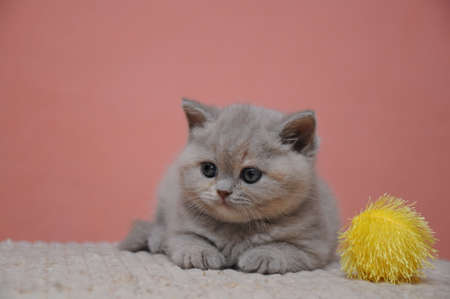British shorthair kitten with orange background, adorable and cute baby kitten.の写真素材