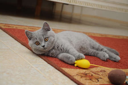 British cute adorable kitten is playing with small yellow mouse.の写真素材