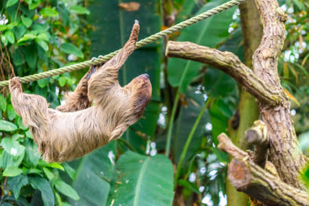 Slow folivora bear on the liana with the leafs in background.の写真素材