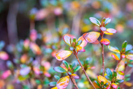Macro of colorful leaves, close look to autumn tree.の写真素材