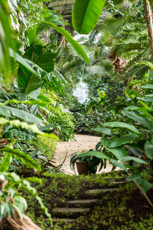 Indoor of the tropical jungle greenhouse. Tropical fresh and exotic plants.の写真素材
