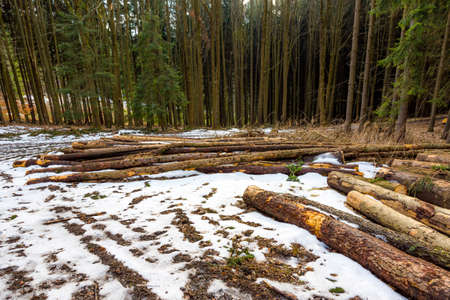 Wood timber in forest prepared for industrial proccess
