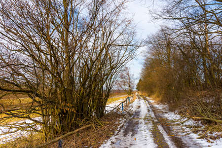 Road on the countryside with puddle. Trees near the road. Agriculture landの写真素材