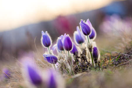 pulsatilla grandis flowers on the spring meadow. Beautiful spring blossoms in the sunset colorsの写真素材