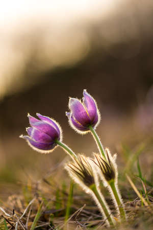 Pasque flower pulsatilla growing on the meadow. Beautiful blossom of spring flower. Nice sunset...