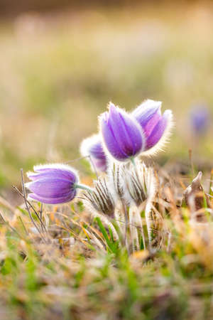 Pasque flower pulsatilla blossom. Detail macro of violet flower, taken during the beautiful spring sunset. Spring come to nature. Soft bokeh with natural backgroundの写真素材