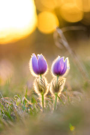 Pasque pulsatilla flower. Spring blossom on the sunset background, blooming meadow. Nice detail, colorful bokehの写真素材