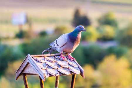 Pidgeon is sittin on the roof of the birdfeeder and look around. Green nature background with treesの写真素材