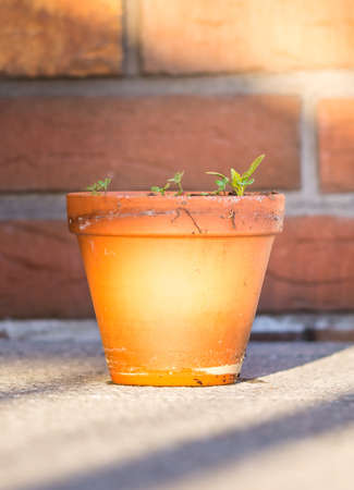 Young green plants are growing in the pot. Fresh and helth leafs from gardenの写真素材