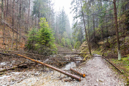 Slovakia paradise - The Sucha Biela river canyon with tourist path. Hiking in the river canyon, forest trees on the sides. Beautiful nature in the spring forest.の写真素材