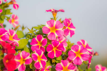 Million bells flower detail. Summer red and purple blooms. Beautiful plants in garden. Decoration for summer houseの写真素材