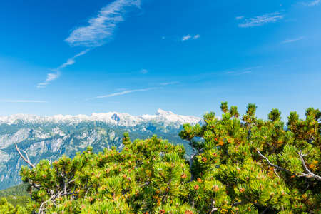 Slovenia mountains above the pine tree in foreground. Fresh pines with Slovenia mountain in Triglav national park.の写真素材