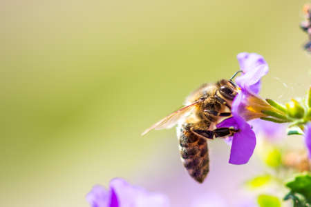 Bee on the flower. Small useful insect is working and making honey. Honeybee with wing on the blossom. Spring at countryside of meadow.の写真素材