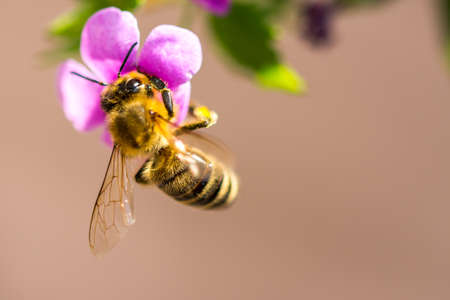 Bee on the flower. Small useful insect is working and making honey. Honeybee with wing on the...
