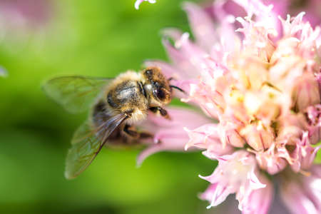 Bee on the flower. Small useful insect is working and making honey. Honeybee with wing on the...