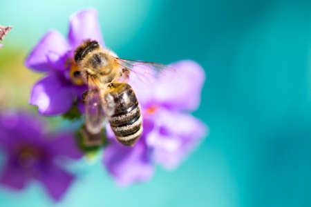 Bee on the flower. Small useful insect is working and making honey. Honeybee with wing on the blossom. Spring at countryside of meadow.の写真素材